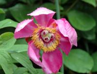 Big pink open faced flowers.